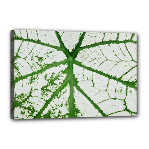 Leaf Patterns Canvas 18  X 12  (framed) by natureinmalaysia