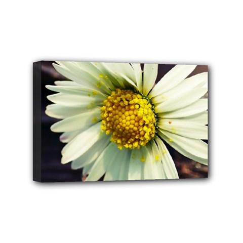 Daisy Mini Canvas 6  X 4  (framed) by Siebenhuehner