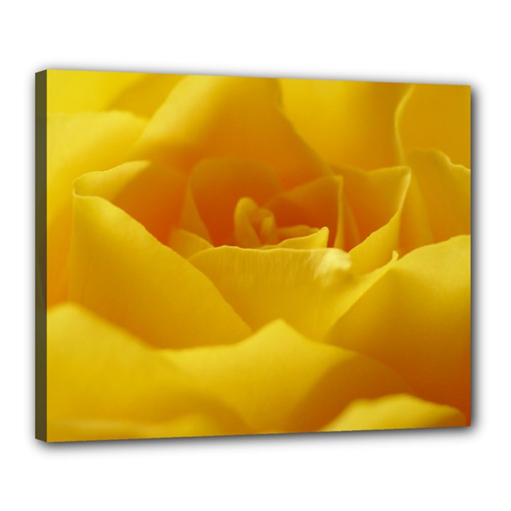 Yellow Rose Canvas 20  x 16  (Framed)