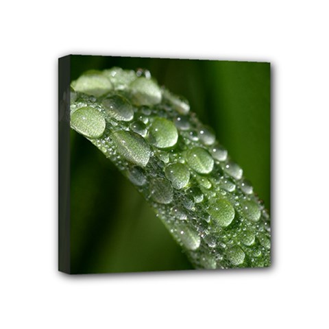 Grass Drops Mini Canvas 4  X 4  (framed) by Siebenhuehner