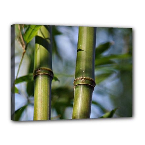 Bamboo Canvas 16  X 12  (framed) by Siebenhuehner