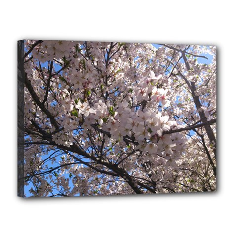 Sakura Tree Canvas 16  X 12  (framed) by DmitrysTravels