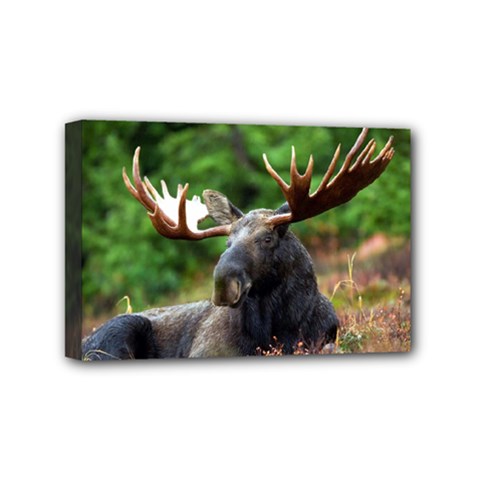 Majestic Moose Mini Canvas 6  X 4  (framed) by StuffOrSomething