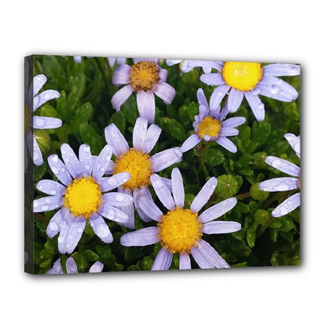 Yellow White Daisy Flowers Canvas 16  X 12  (framed) by yoursparklingshop