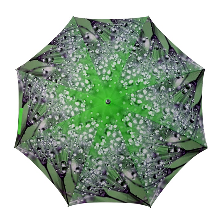 Dandelion 2015 0716 Golf Umbrellas