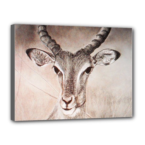 Antelope Horns Canvas 16  X 12  by TwoFriendsGallery