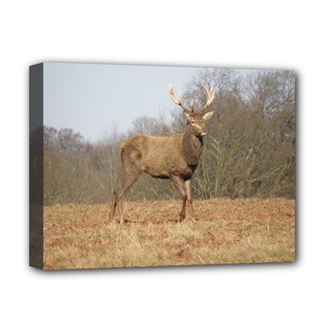 Red Deer Stag On A Hill Deluxe Canvas 16  X 12   by GiftsbyNature