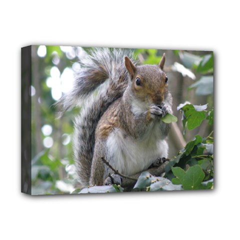 Gray Squirrel Eating Sycamore Seed Deluxe Canvas 16  X 12   by GiftsbyNature