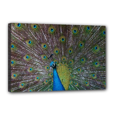 Peacock Feather Beat Rad Blue Canvas 18  X 12  by Amaryn4rt