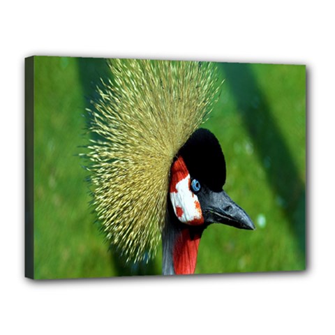 Bird Hairstyle Animals Sexy Beauty Canvas 16  X 12  by Mariart