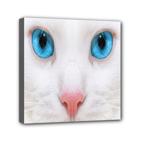 Beautiful White Face Cat Animals Blue Eye Mini Canvas 6  X 6 