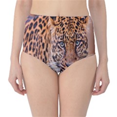 Tiger Beetle Lion Tiger Animals Leopard High-waist Bikini Bottoms