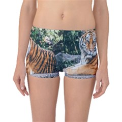 Animal Big Cat Safari Tiger Boyleg Bikini Bottoms by Celenk