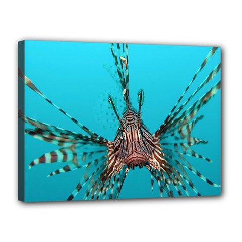 Lionfish 2 Canvas 16  X 12  by trendistuff