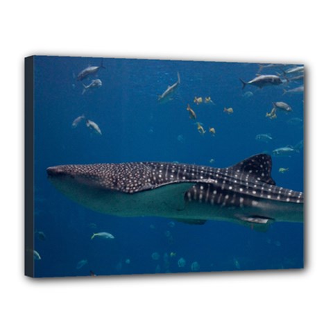 Whale Shark 1 Canvas 16  X 12  by trendistuff