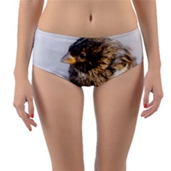 Funny Wet Sparrow Bird Reversible Mid-waist Bikini Bottoms by FunnyCow