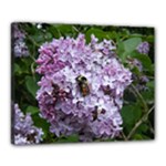 Lilac Bumble Bee Canvas 20  x 16 