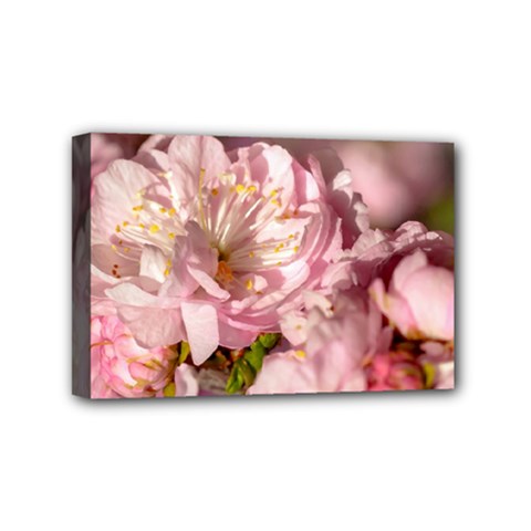 Beautiful Flowering Almond Mini Canvas 6  X 4  by FunnyCow