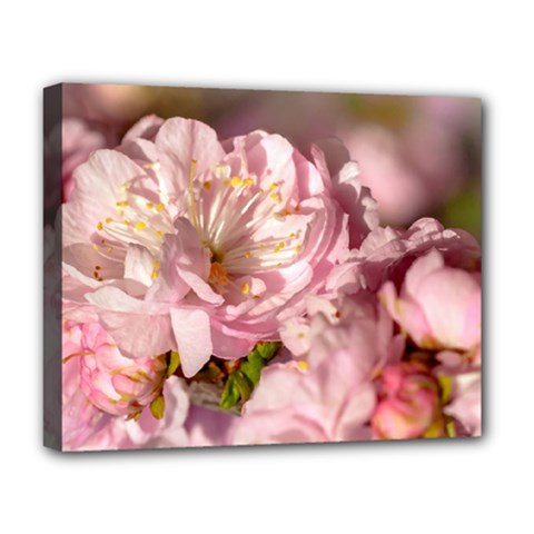 Beautiful Flowering Almond Deluxe Canvas 20  X 16   by FunnyCow