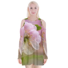 Single Almond Flower Velvet Long Sleeve Shoulder Cutout Dress by FunnyCow
