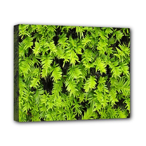 Green Hedge Texture Yew Plant Bush Leaf Canvas 10  X 8  (stretched) by Sapixe