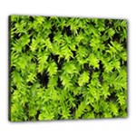 Green Hedge Texture Yew Plant Bush Leaf Canvas 24  x 20  (Stretched)