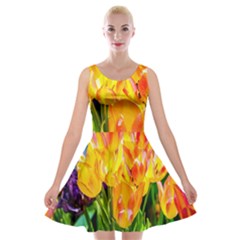 Festival Of Tulip Flowers Velvet Skater Dress by FunnyCow