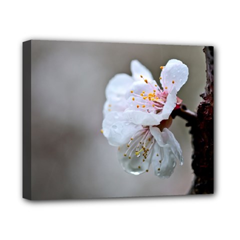 Rainy Day Of Hanami Season Canvas 10  X 8  (stretched) by FunnyCow