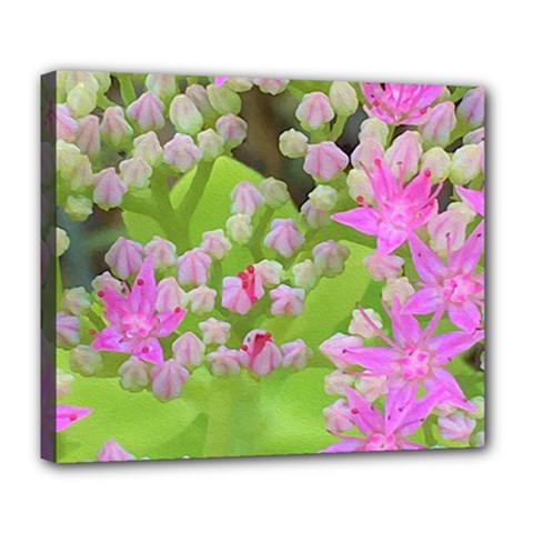 Hot Pink Succulent Sedum With Fleshy Green Leaves Deluxe Canvas 24  X 20  (stretched) by myrubiogarden