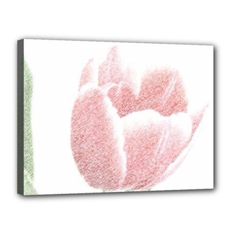 Tulip Red And White Pen Drawing Canvas 16  X 12  (stretched) by picsaspassion