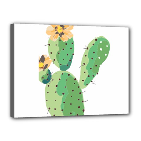 Cactaceae Thorns Spines Prickles Canvas 16  X 12  (stretched) by Mariart