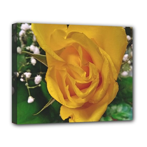 Yellow Rose Deluxe Canvas 20  X 16  (stretched) by Riverwoman