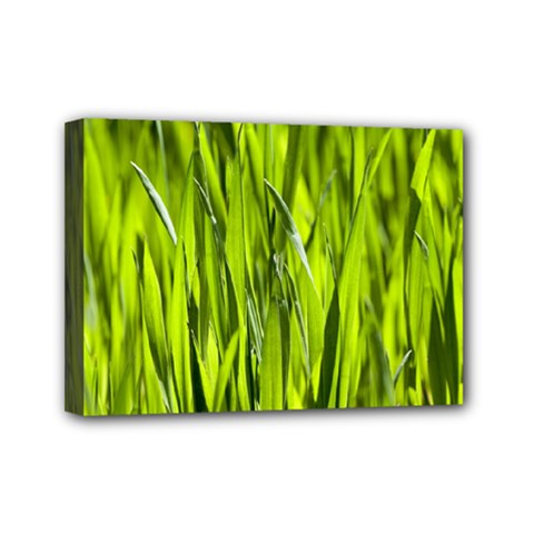 Agricultural Field   Mini Canvas 7  X 5  (stretched) by rsooll