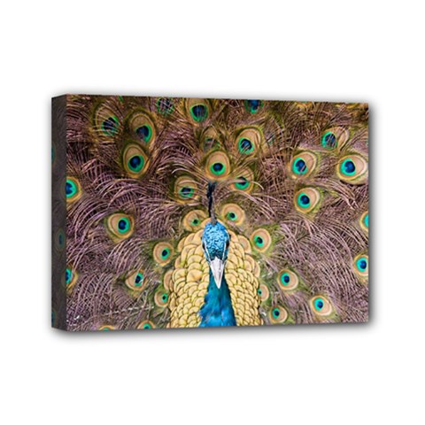 Peacock Feather Peacock Feather Mini Canvas 7  X 5  (stretched) by Pakrebo