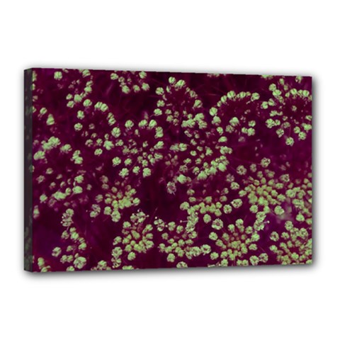 Pink And Green Queen Annes Lace (up Close) Canvas 18  X 12  (stretched) by okhismakingart