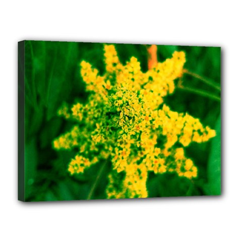 Yellow Sumac Bloom Canvas 16  X 12  (stretched) by okhismakingart