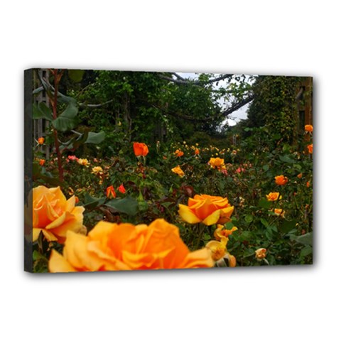 Orange Rose Field Canvas 18  X 12  (stretched) by okhismakingart