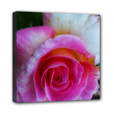 Spiral Rose Mini Canvas 8  X 8  (stretched) by okhismakingart