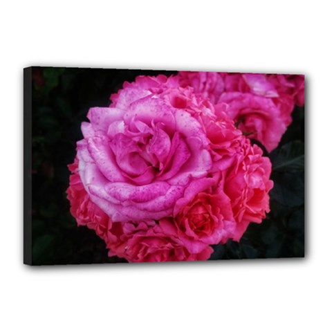 Bunches Of Roses (close Up) Canvas 18  X 12  (stretched) by okhismakingart