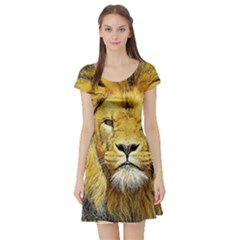 Lion Lioness Wildlife Hunter Short Sleeve Skater Dress