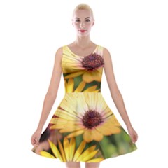 Yellow Flowers Velvet Skater Dress by Sparkle