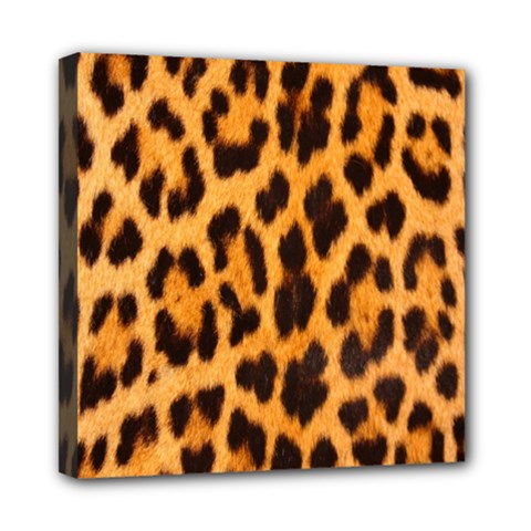 Fur 5 Mini Canvas 8  X 8  (stretched) by skindeep