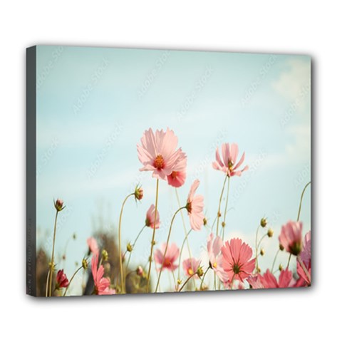 Cosmos Flower Blossom In Garden Deluxe Canvas 24  X 20  (stretched) by artworkshop