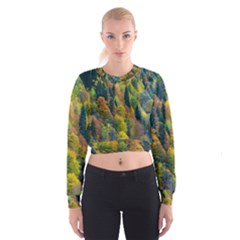 Forest Trees Leaves Fall Autumn Nature Sunshine Cropped Sweatshirt by Ravend