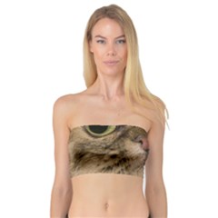 Cute Persian Catface In Closeup Bandeau Top by Amaryn4rt