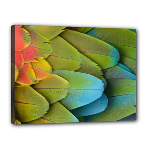 Parrot Feathers Texture Feathers Backgrounds Canvas 16  X 12  (stretched) by nateshop