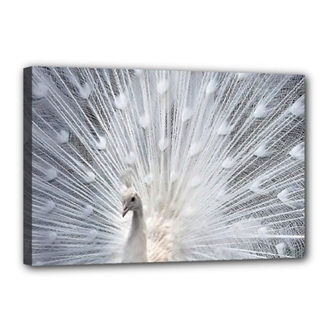 White Feathers, Animal, Bird, Feather, Peacock Canvas 18  X 12  (stretched) by nateshop