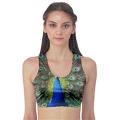 Peacock Bird Feathers Pheasant Nature Animal Texture Pattern Fitness Sports Bra by Bedest