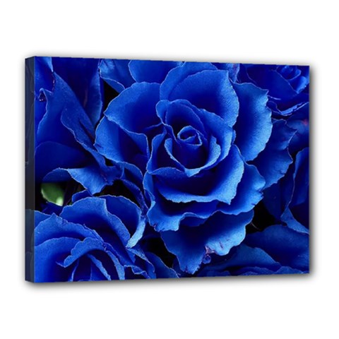 Blue Roses Flowers Plant Romance Blossom Bloom Nature Flora Petals Canvas 16  X 12  (stretched)
