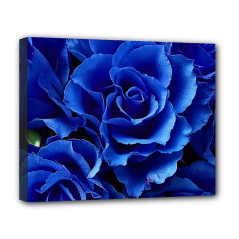 Blue Roses Flowers Plant Romance Blossom Bloom Nature Flora Petals Deluxe Canvas 20  X 16  (stretched) by Proyonanggan